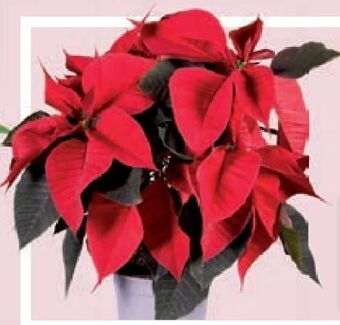 Lidl Weihnachtsstern mehrtrieber Angebot