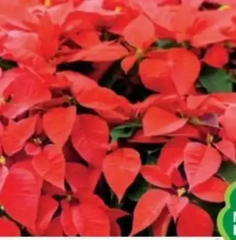 Bellaflora Weihnachtsstern-busch Angebot