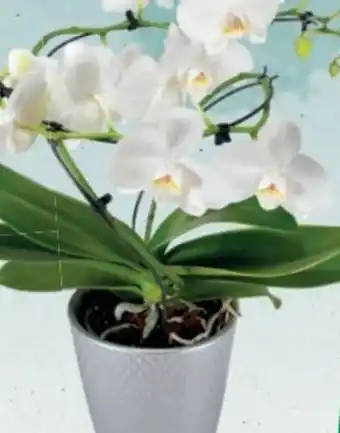 Orchidee