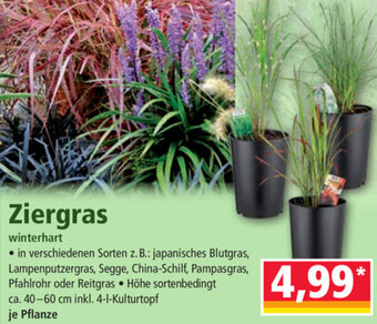 Norma Ziergras Angebot