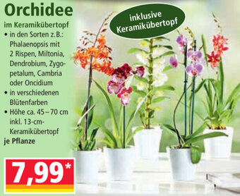Norma Orchidee Angebot