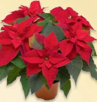 Metro Weihnachtsstern Angebot