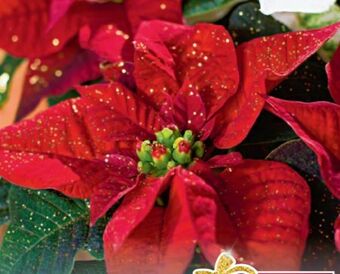 Metro Weihnachtsstern Angebot