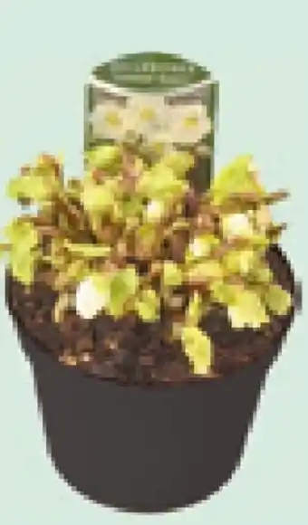 Helleborus verboom beauty
