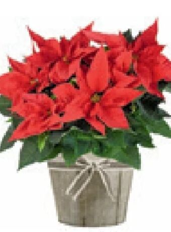 Lagerhaus Weihnachtsstern Angebot