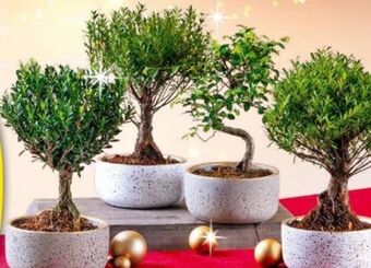 Norma Bonsai Angebot