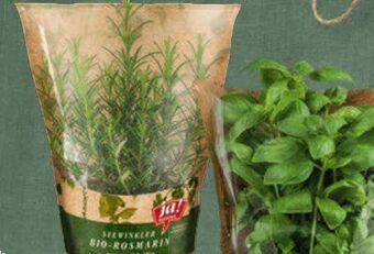 Billa Bio kräuter Angebot