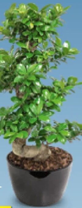 Hofer Riesenbonsai Angebot