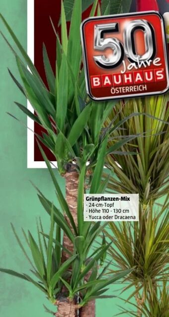 Bauhaus Grünpflanzen mix Angebot