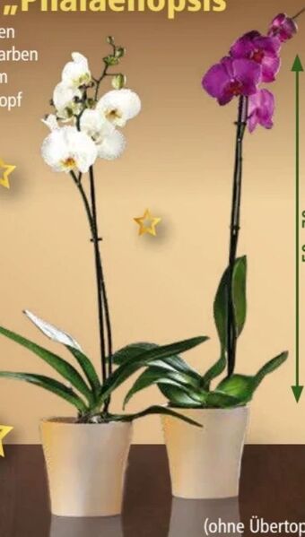 Norma Orchidee phalaenopsis Angebot