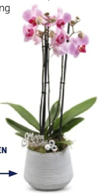 Hofer Orchidee 3-trieber Angebot