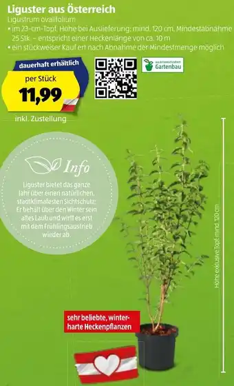 Hofer Liguster Aus Österreich Angebot
