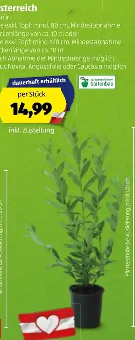 Hofer Kirschlorbeer Aus Österreich Angebot