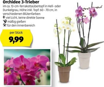 Hofer Orchidee 3-Trieber Angebot