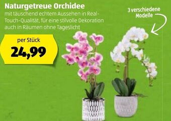 Hofer Naturgetreue Orchidee Angebot
