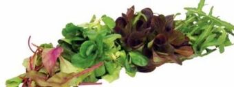 Transgourmet Pflücksalat premium Angebot