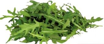 Transgourmet Rucola Angebot