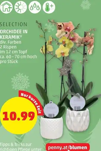 PENNY Selection orchidee in Keramik Angebot