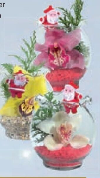 Lidl Orchidee im wellenrandglas Angebot