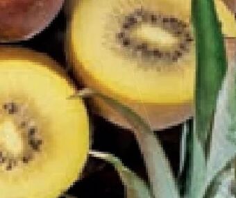 Lidl Kiwi gold Angebot