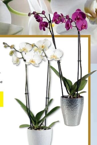 Lidl Orchidee 2-trieber Angebot