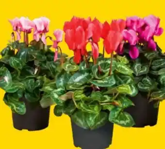 Lagerhaus Alpenveilchen cyclame midi Angebot