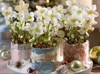 Lagerhaus Christrose-helleborus verboom beauty Angebot