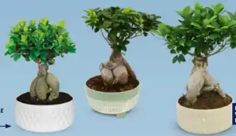 Hofer Bonsai Angebot
