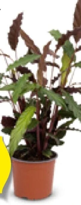 Hofer Grünpflanzen Angebot