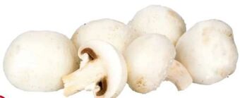 Transgourmet Champignons Angebot