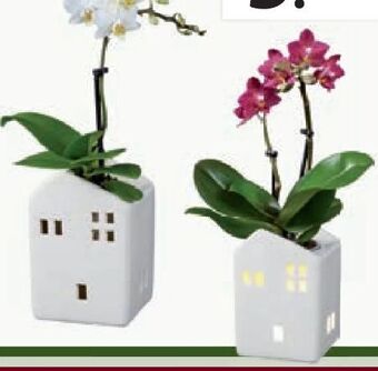 Lidl Mini-orchidee Angebot