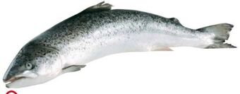 Transgourmet Lachs Angebot