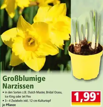 Norma Großblumige Narzissen Angebot