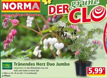 Norma Tränendes Herz Duo Jumbo Angebot
