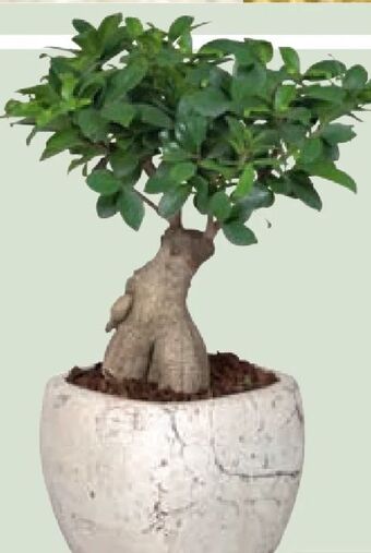 Lidl Grünpflanzen Angebot