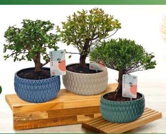 Norma Bonsai Angebot