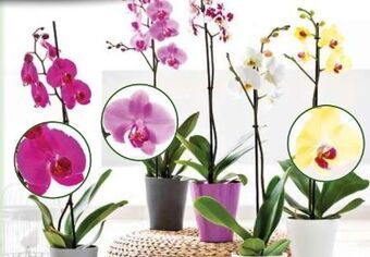 Norma Orchidee phalaenopsis Angebot