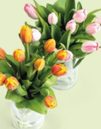 Hofer Tulpen Angebot