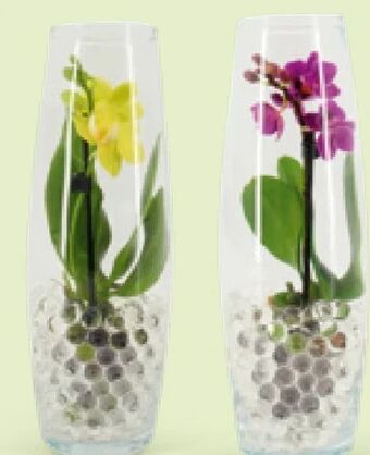 Hofer Mini-orchidee Angebot