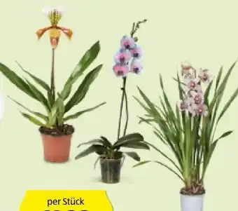 Hofer Premium orchidee Angebot