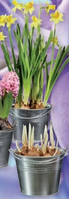 Lidl Blumenzwiebeln Angebot