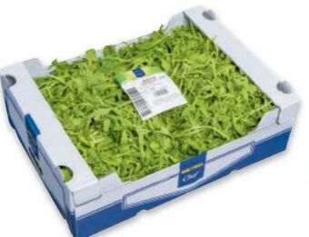 Metro Salat rucola Angebot