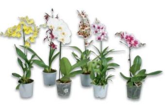 Metro Orchideen mix Angebot