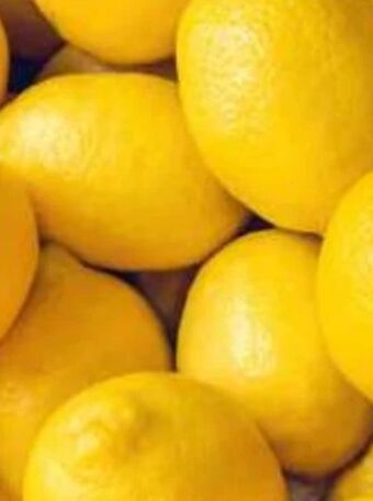 Norma Zitronen Angebot