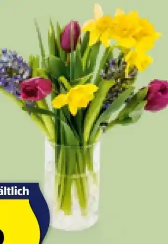Hofer Blumenstrauß frühlingserwachen Angebot