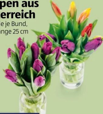 Hofer Tulpen Angebot