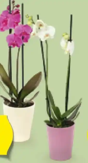 Hofer Orchideen Angebot