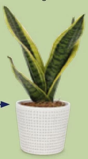 Hofer Grünpflanzen Angebot