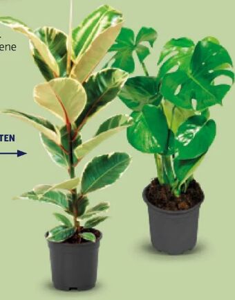 Hofer Grünpflanzen Angebot