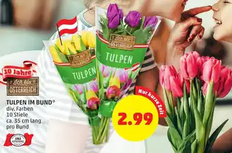 PENNY Tulpen Im Bund 35cm Lang Angebot